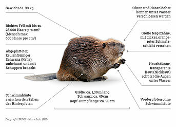 Copyright: BUND Naturschutz (BN) Eine Grafik zeigt, welche Merkmale ein Biber aufweist. Copyright: BUND Naturschutz (BN)