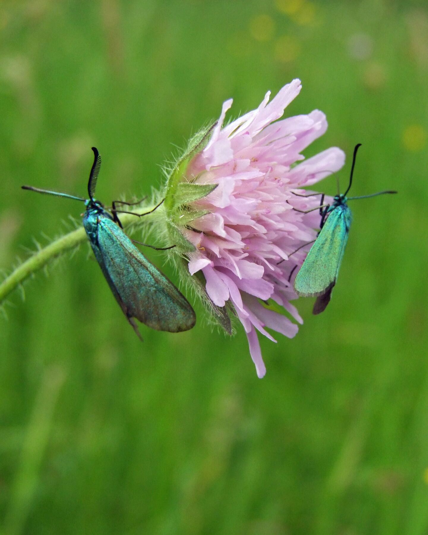 Widderchen auf Ackerwildblume im Püttlachtal (Foto: Kerstin Löblich-Ille)