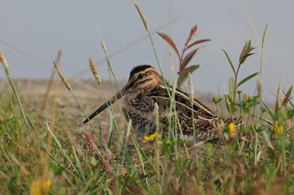 Die Bekassine, Vogel des Jahres 2013, ist in Deutschland vom Aussterben bedroht. In der Regentalaue hat sie ein Rückzugsgebiet gefunden. (Foto: Peter Zach)