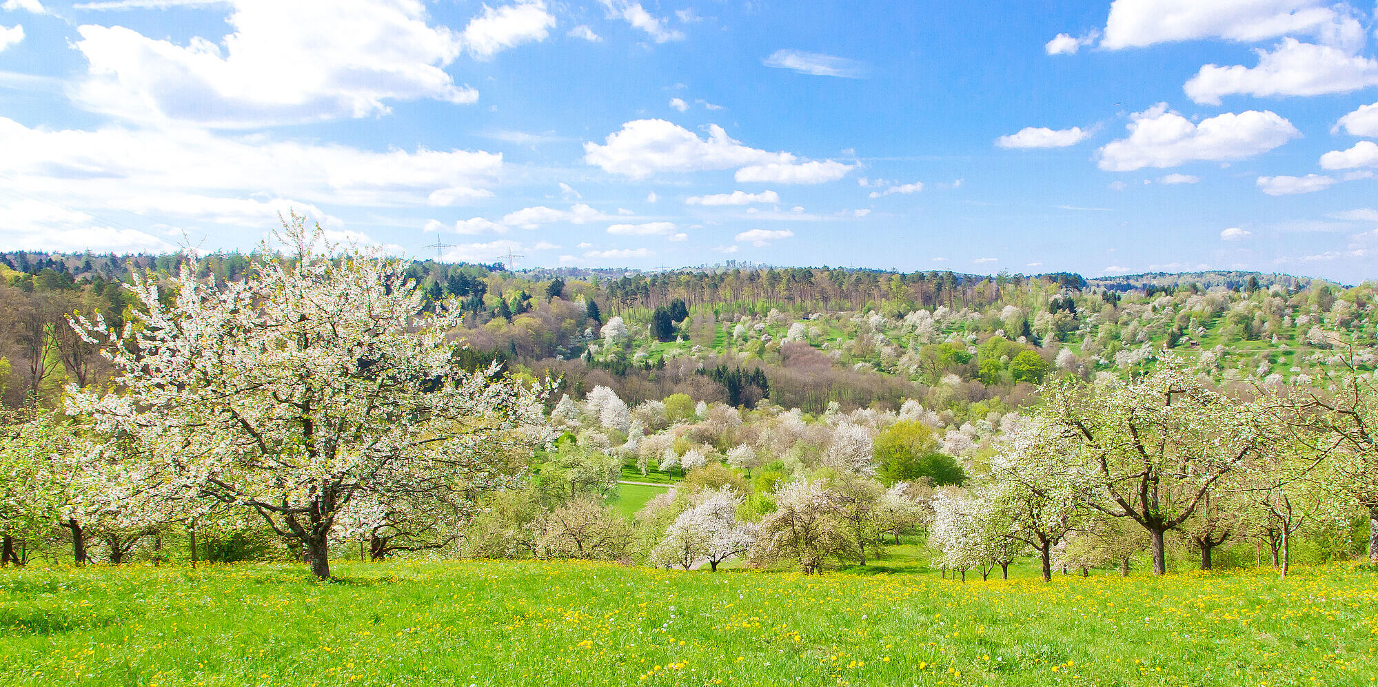 Obstblüte im Frühling (Fot: Jürgen Fälchle)