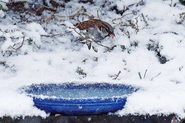 Hausspatz an Wasserschale