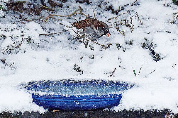 Hausspatz an Wasserschale, Foto: Martina Gehret