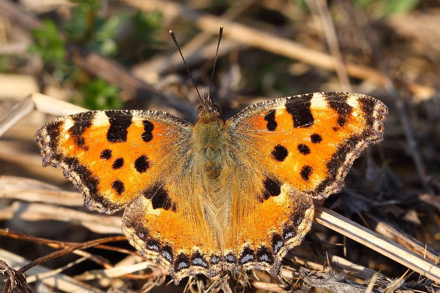 Schmetterlinge im Winter BUND Naturschutz in Bayern e.V.