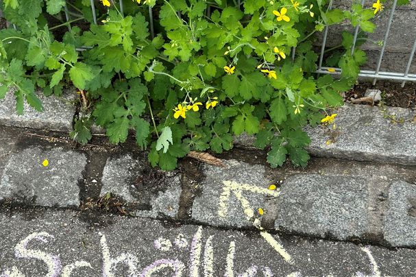 Schöllkraut in Pflasterritze