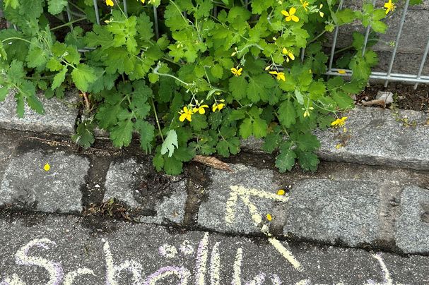 Schöllkraut in Pflasterritze