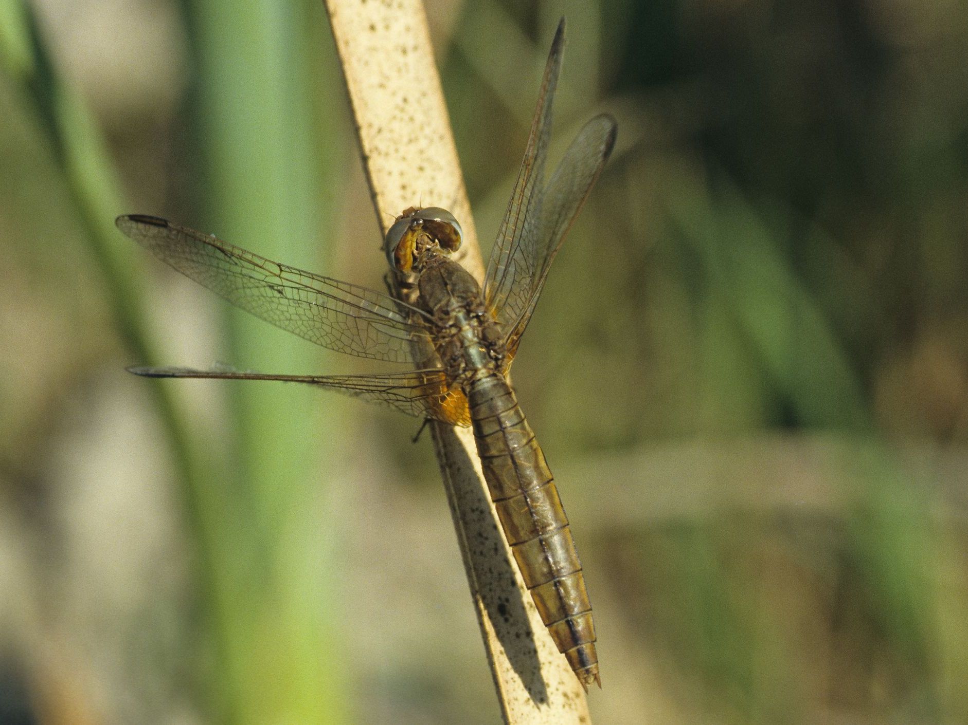 Weibliche Feuerlibelle (Foto: Frank Hecker) Ein Weibchen der Feuerlibelle (Crocothemis erythraea)