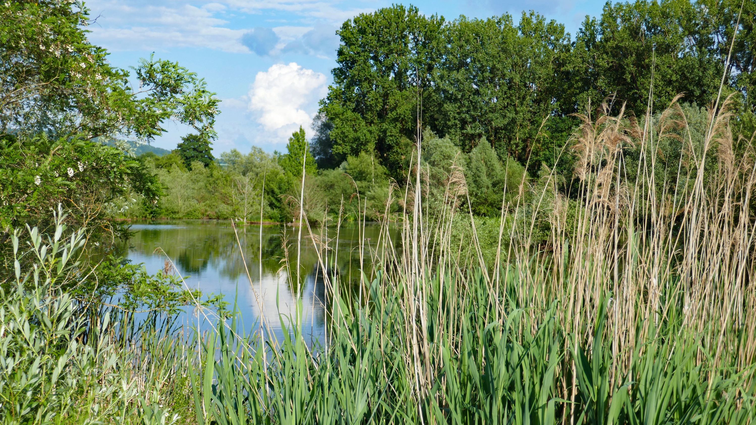 Die Büg bei Eggolsheim stellt einen der letzten naturnahen Auen-Biotopkomplexe im Regnitztal dar. Sie zeichnet sich durch eine hohe Vielfalt an landschaftlichen Strukturen und eine besondere Artenvielfalt aus. (Foto: Winfried Berner) Auenlandschaft Büg bei Eggolsheim: Naturnahes Ufer eines Weihers mit Schilf und Büschen.