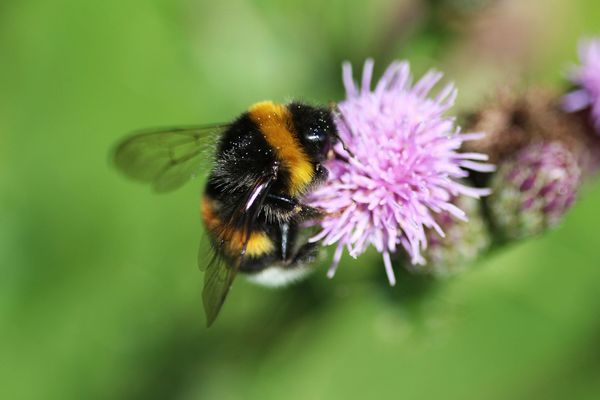 Garden bumblebee (Bombus hortorum)