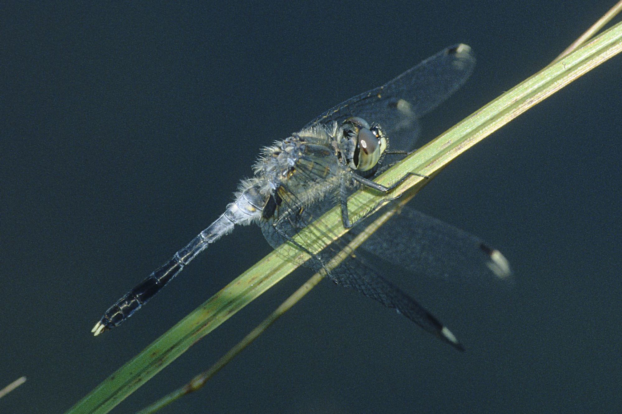 Männchen der Östlichen Moosjungfer (Foto: Heiko Bellmann) Eine männliche Östliche Moosjungfer (Leucorrhinia albifrons)