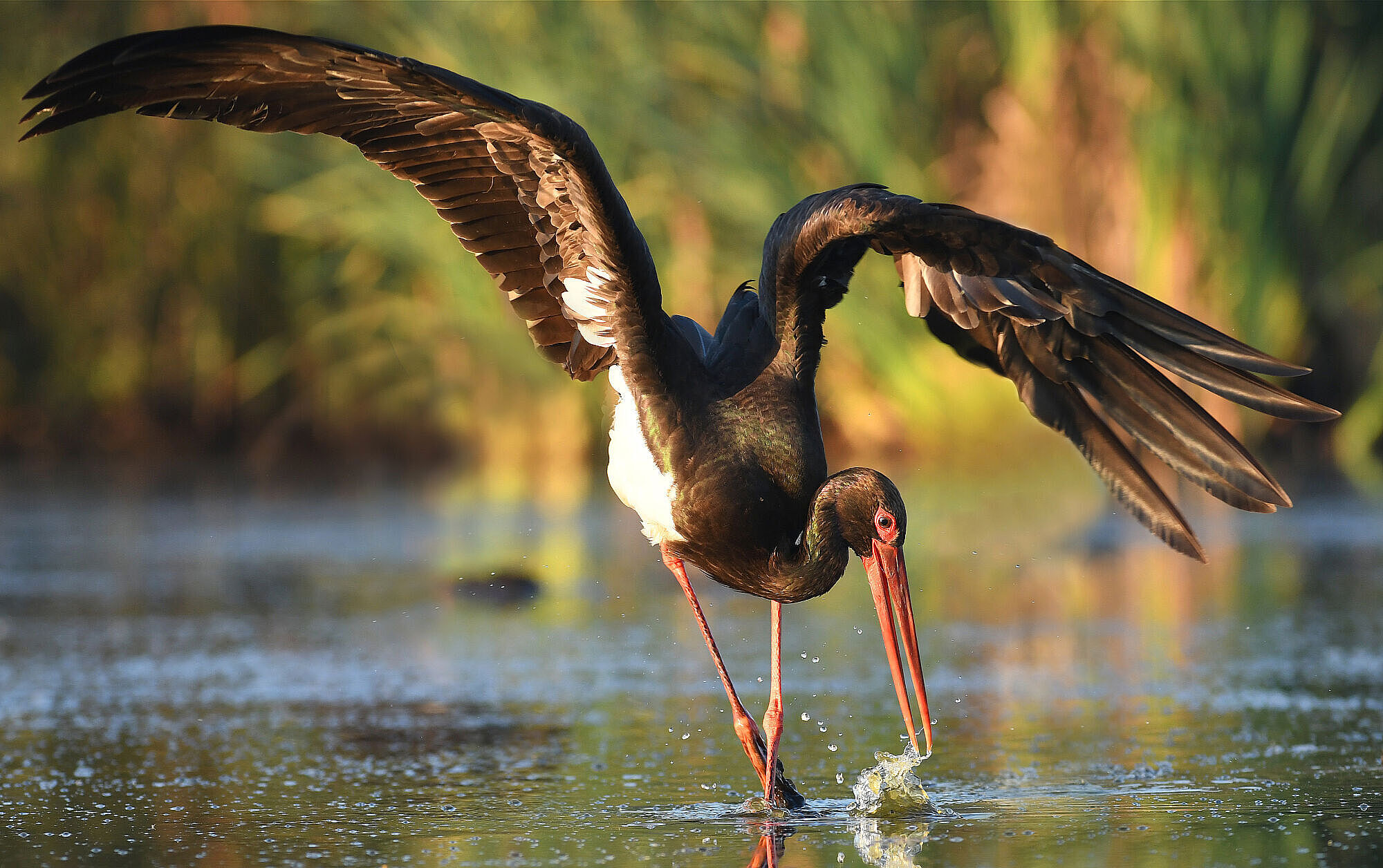 Foto: Piotr Krzeslak/stock.adobe.com
