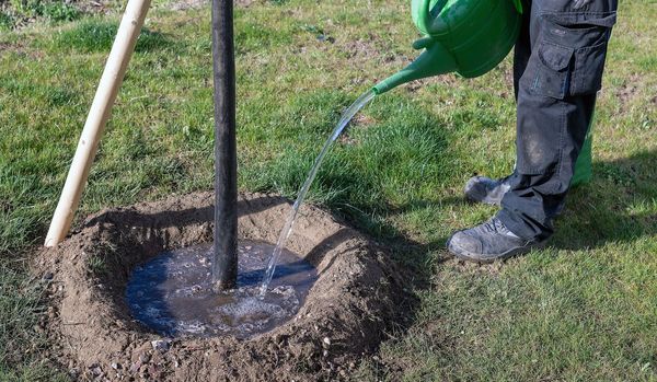 Stadtbäume gießen: Ein Gießring hilft, das Wasser beim Baum zu halten. (Foto: Sonja Birkelbach/stock.adobe.com) Jemand gießt Wasser aus einer grünen Gießkanne in die von einem Gießring umgebene Erde, aus der der stamm eines jungen Baumes wächst.