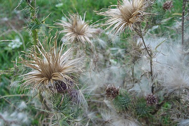 Kratzdistel