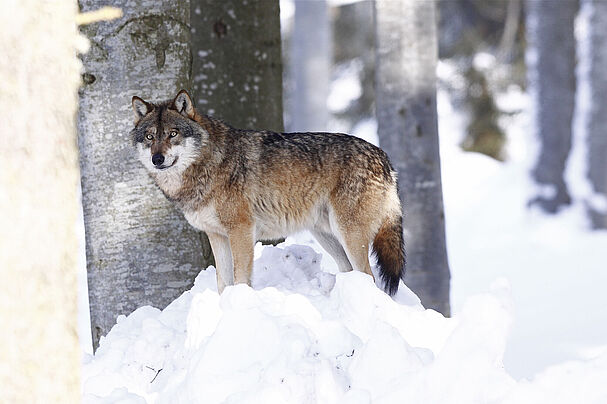 Wolf im Schnee
