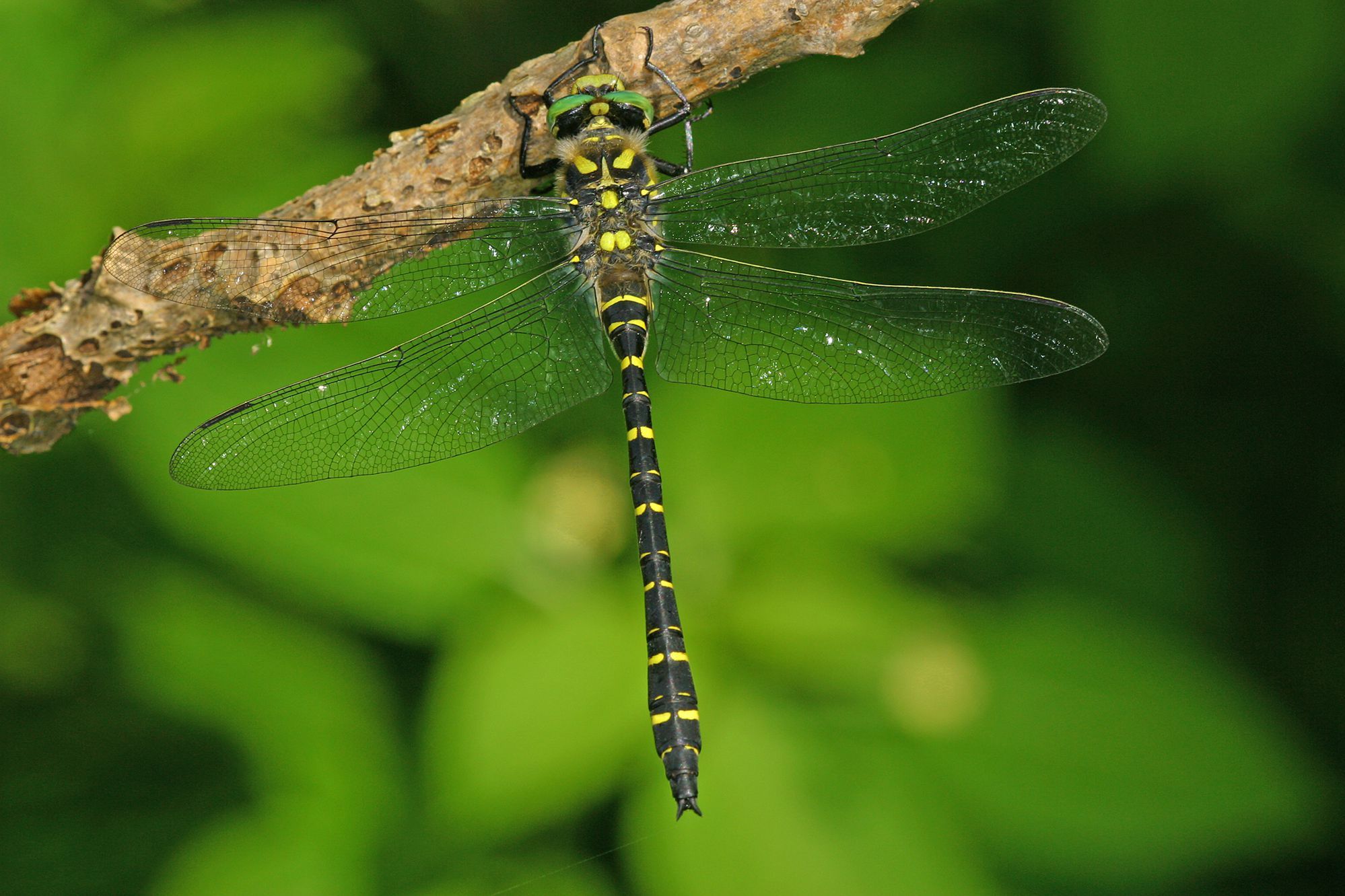 Männchen der Zweigestreiften Quelljungfer (Foto: Wolfgang Willner) Eine männliche Zweigestreifte Quelljungfer (Cordulegaster boltonii)