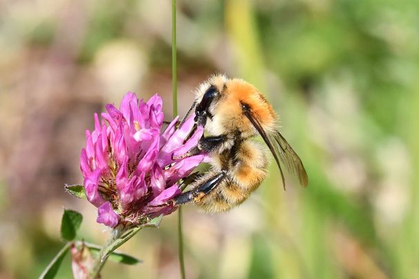 Mooshummel © Jann Wübbenhorst