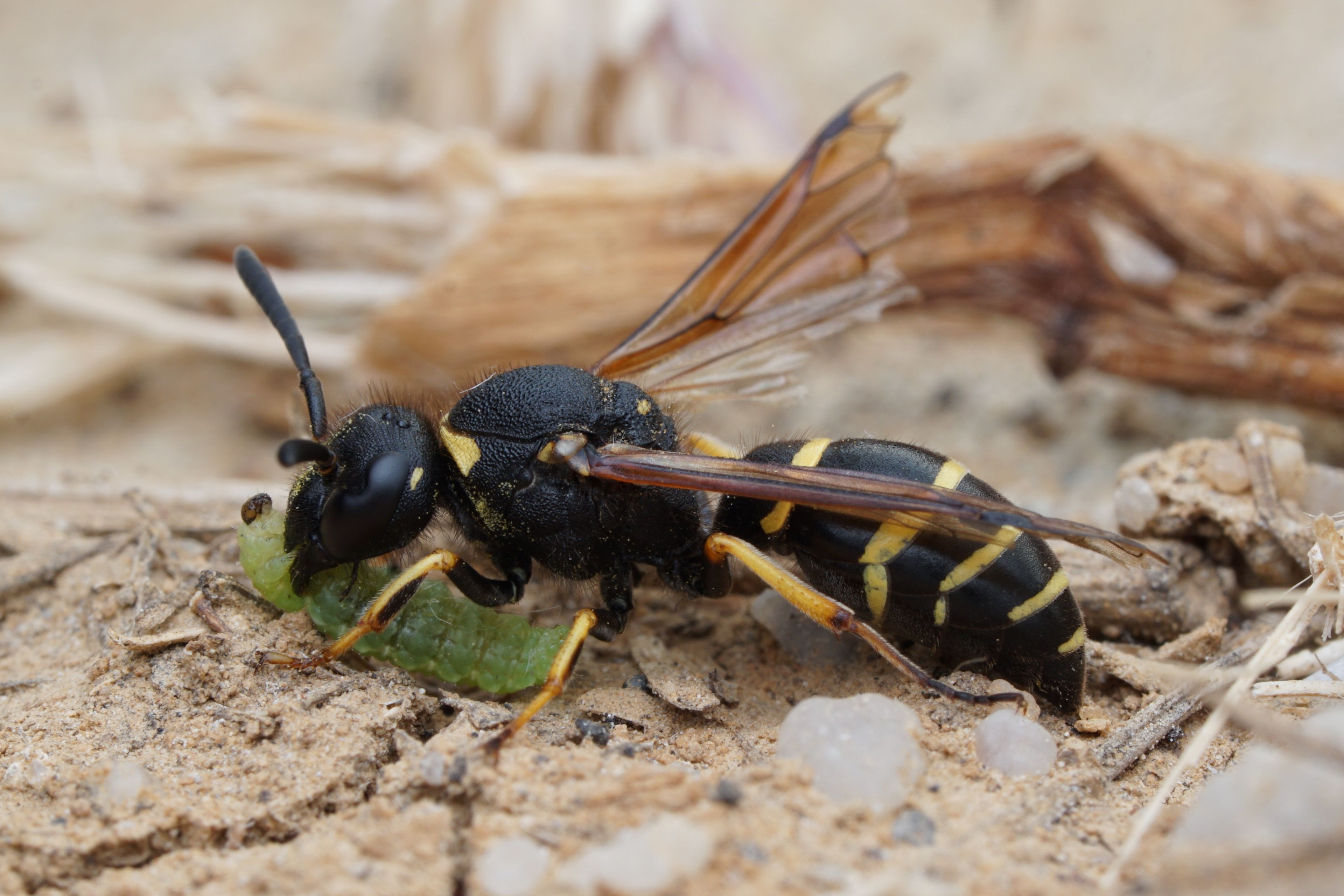 Gemeine Schornsteinwespe, Foto: Robert Zimmermann