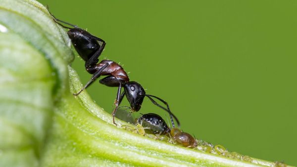 Nützlinge im Garten: Ameise mit Blattlaus auf einem Zweig. (Foto: Mircea Costina/stock.adobe.com) 