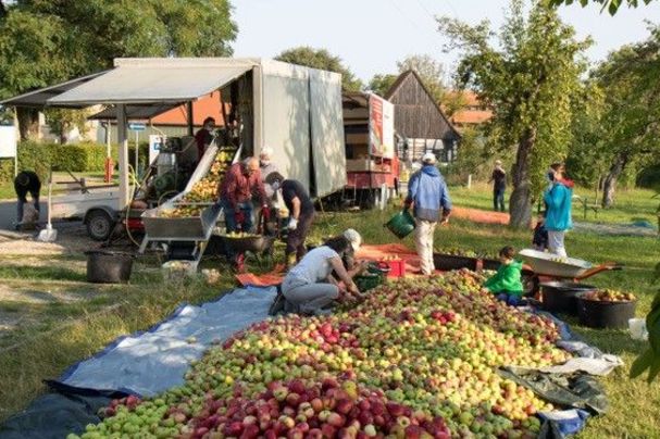 Ernte auf der Obstwiese Artelsberg
