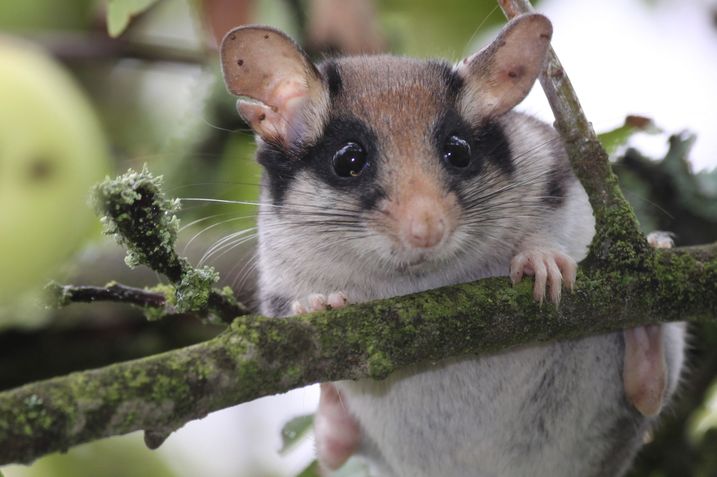 Der Gartenschläfer ist unverwechselbar: Oberseite braun, Unterseite weiß, große Augen und Ohren, schwarze Augenmaske, stark behaarter Schwanz (Foto: Sven Buechner). Der Gartenschläfer ist unverwechselbar: Oberseite braun, Unterseite weiß, große Augen und Ohren, schwarze Augenmaske, stark behaarter Schwanz (Foto: Sven Buechner).