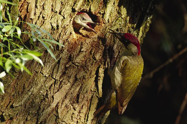Ein grüner Vogel mit rotem Oberkopf hängt an einem Baumstamm und füttert sein Junges, das aus einem Loch herausschaut. (Foto: Heinz Tuschl/Naturfoto Willner)