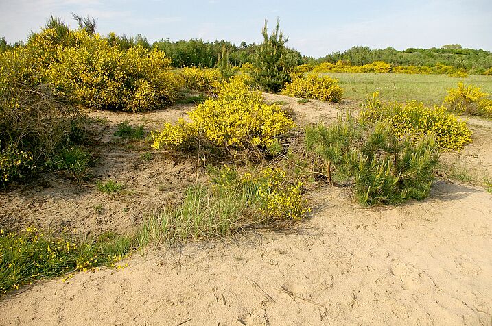 Ginsterheide in der SandAchse Franken (Foto: Andreas Niedling) SandAchse Franken – eine Ginsterheide: Gelbblühende Ginstersträuche auf Sandboden