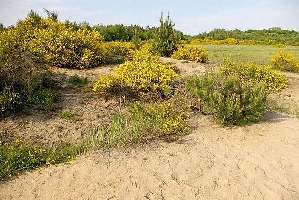 SandAchse Franken – eine Ginsterheide: Gelbblühende Ginstersträuche auf Sandboden