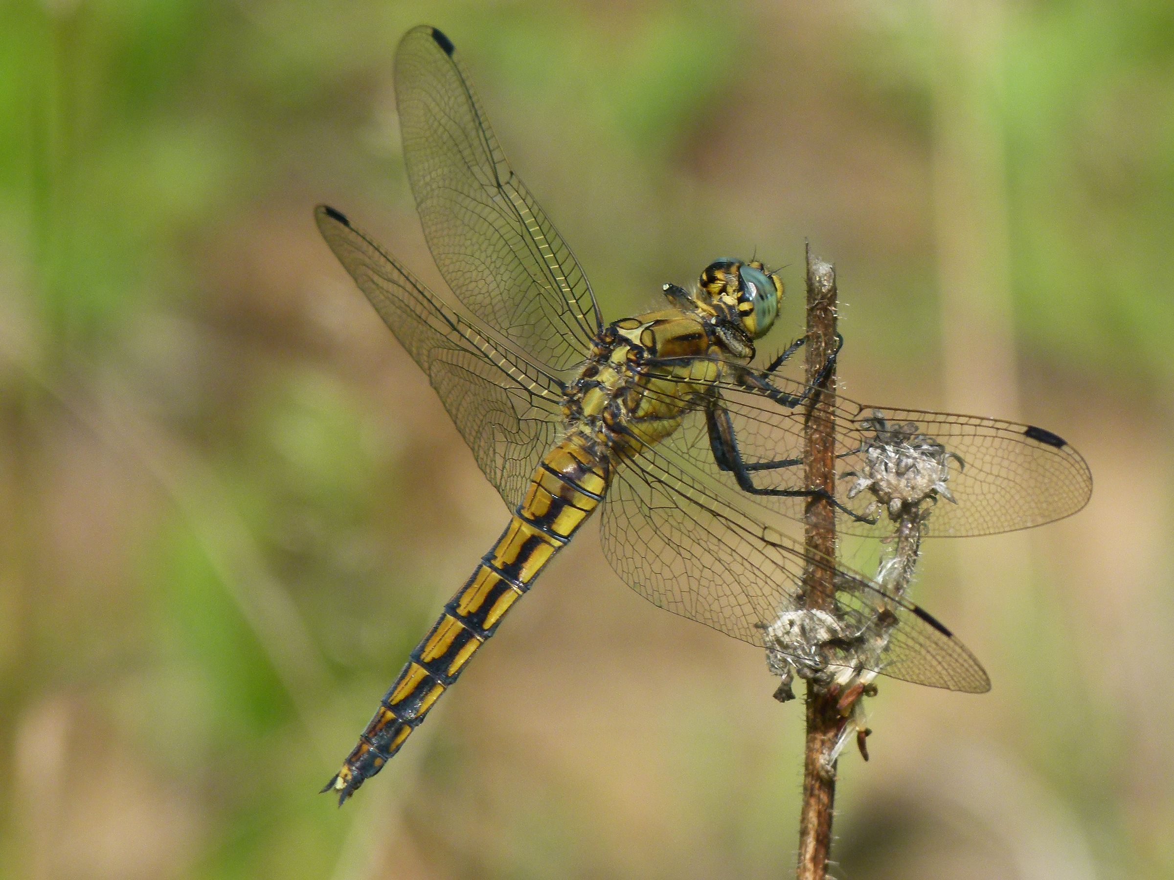 Ein weiblicher Großer Blaupfeil (Orthetrum cancellatum)(Foto: Günter Farka)