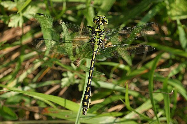 Eine männliche Grüne Flussjungfer (Ophiogomphus cecilia), früher auch als Grüne Keiljungfer bekannt.