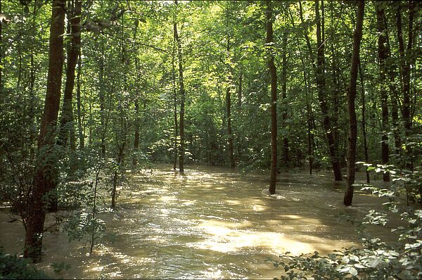 Überfluteter Auwald - natürlicher und effektiver Hochwasserschutz (Foto: Christine Margraf)