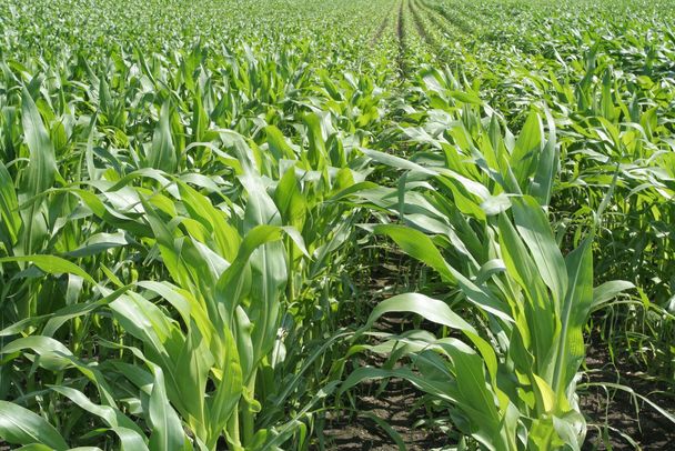landwirtschaft, maisfeld Ein sehr großes Maisfeld. (Foto: Alta.C/fotolia.com)