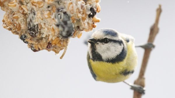 Ohnehin häufige Vögel wie die Blaumeise profitiert von der Winterfütterung. Seltenere Arten, die auch nicht ans Futterhaus kommen, geraten dadurch noch mehr unter Druck. (Foto: Sonja Kreil) Eine Blaumeise sitzt auf einem Zweig und pickt von einem hängenden Futterknödel.