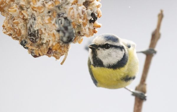 Eine Blaumeise sitzt auf einem Zweig und pickt von einem hängenden Futterknödel.