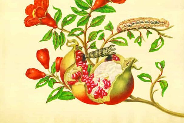 Merian-Kalender