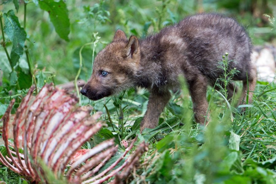 Der Wolf Lebensraum und Lebensweise