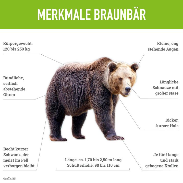 Schaubild eines Braunbären mit charakteristischen Merkmalen des Körperbaus