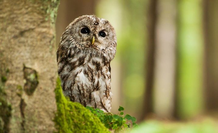 Der prüfende Blick auf Bayerns Natur und Umwelt - ermöglicht durch unsere finanzielle und politische Unabhängigkeit (Foto: sci - stock.adobe.com)