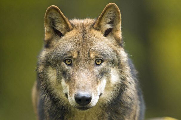 Das Porträt eines Wolfskopfes. (Foto: Ralph Frank)