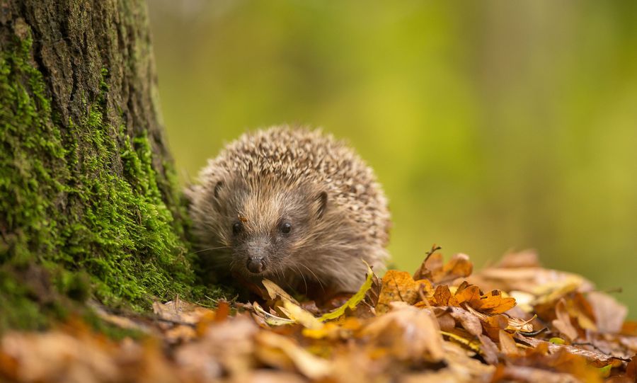 So helfen Sie dem Igel richtig - Bund Naturschutz