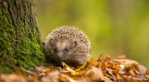 So Helfen Sie Dem Igel Richtig Bund Naturschutz