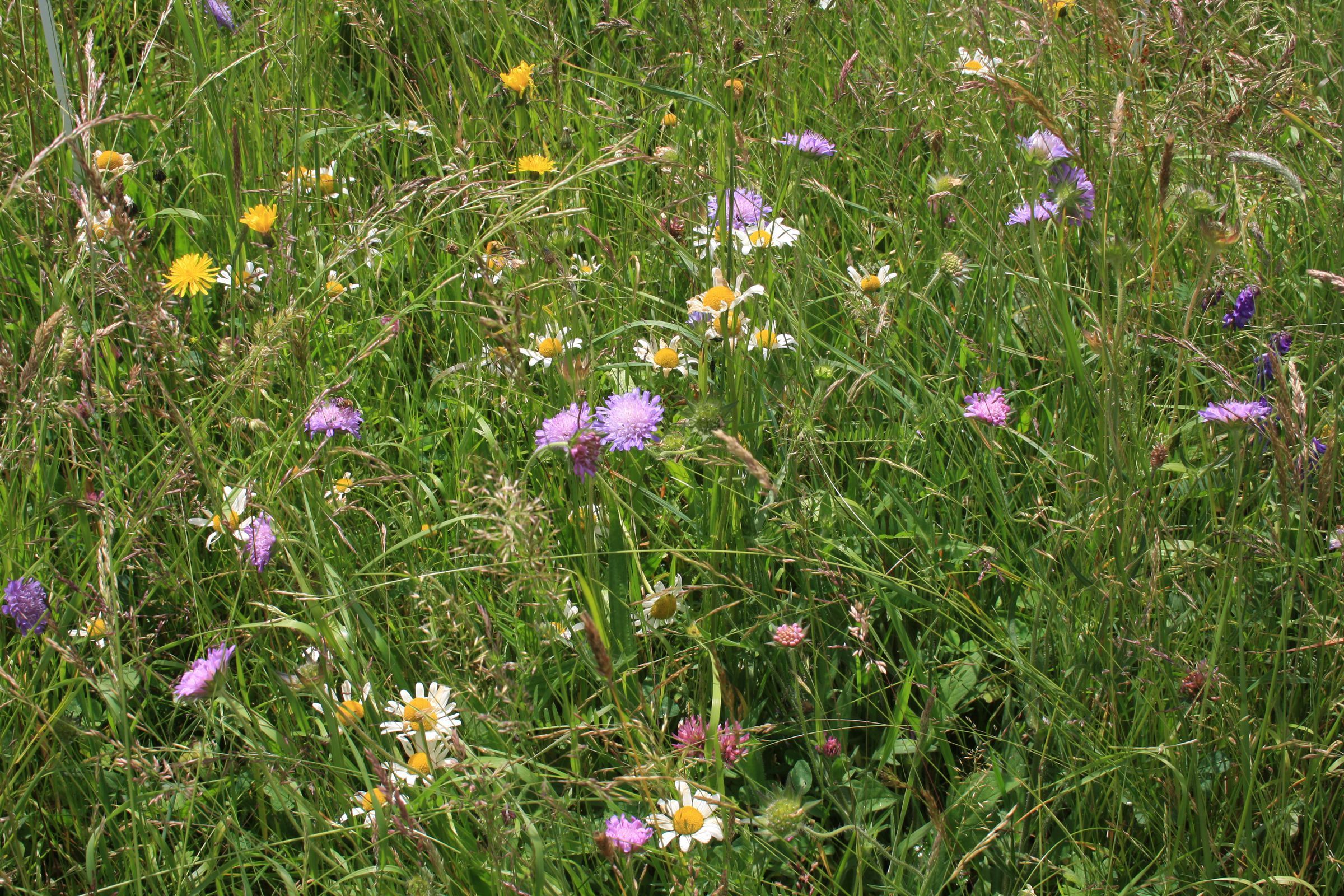 Foto: Dr. Sabine Heinz, LfL