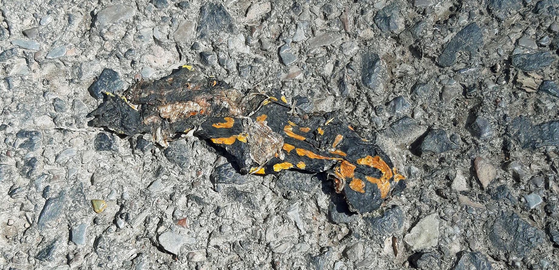 Überfahrener Feuersalamander auf einer Asphaltstraße