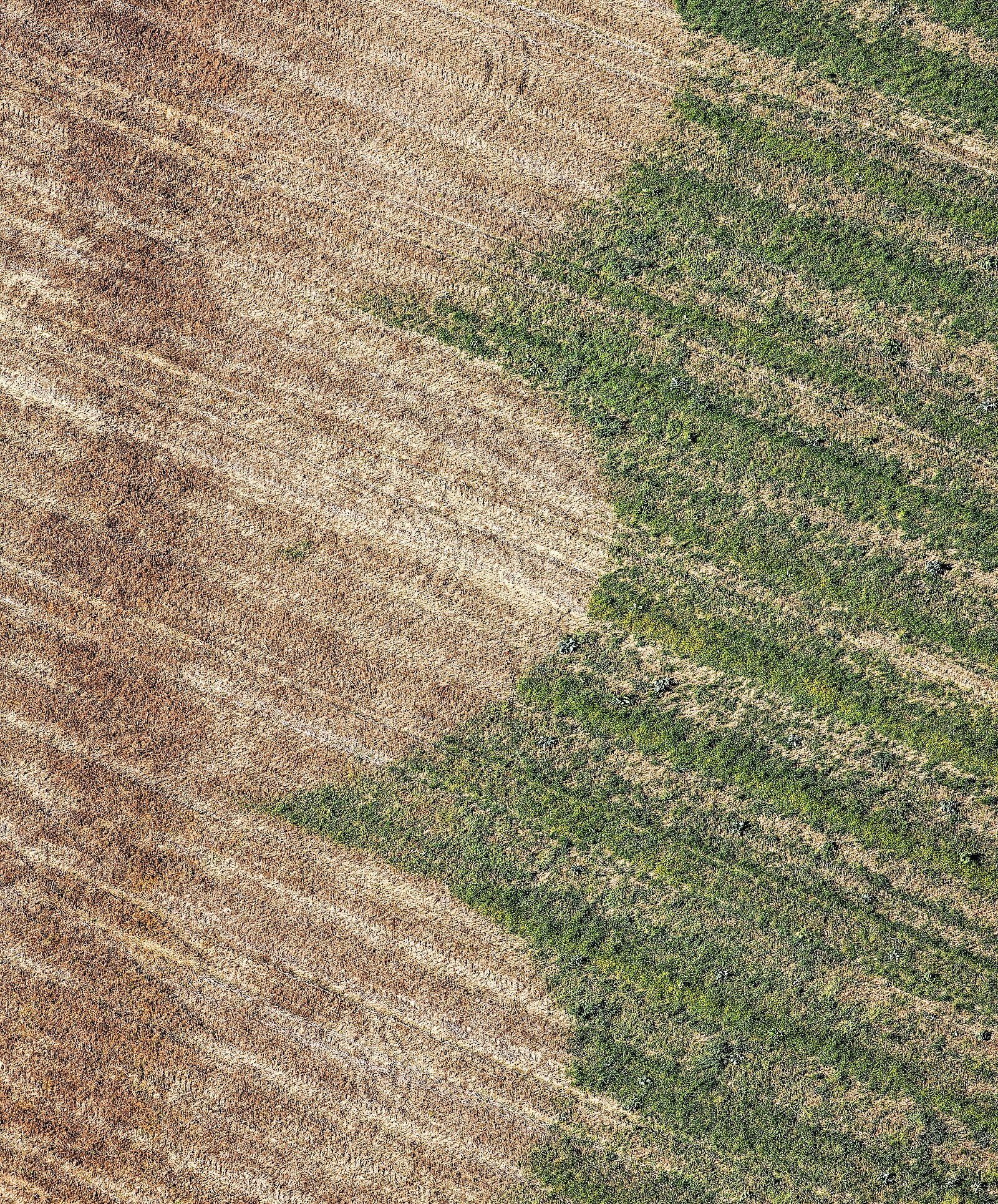 Auf einer Wiese sind die mit Glyphosat gespritzten Felder als braune Flächen zu sehen. (Foto: Klaus Leidorf)