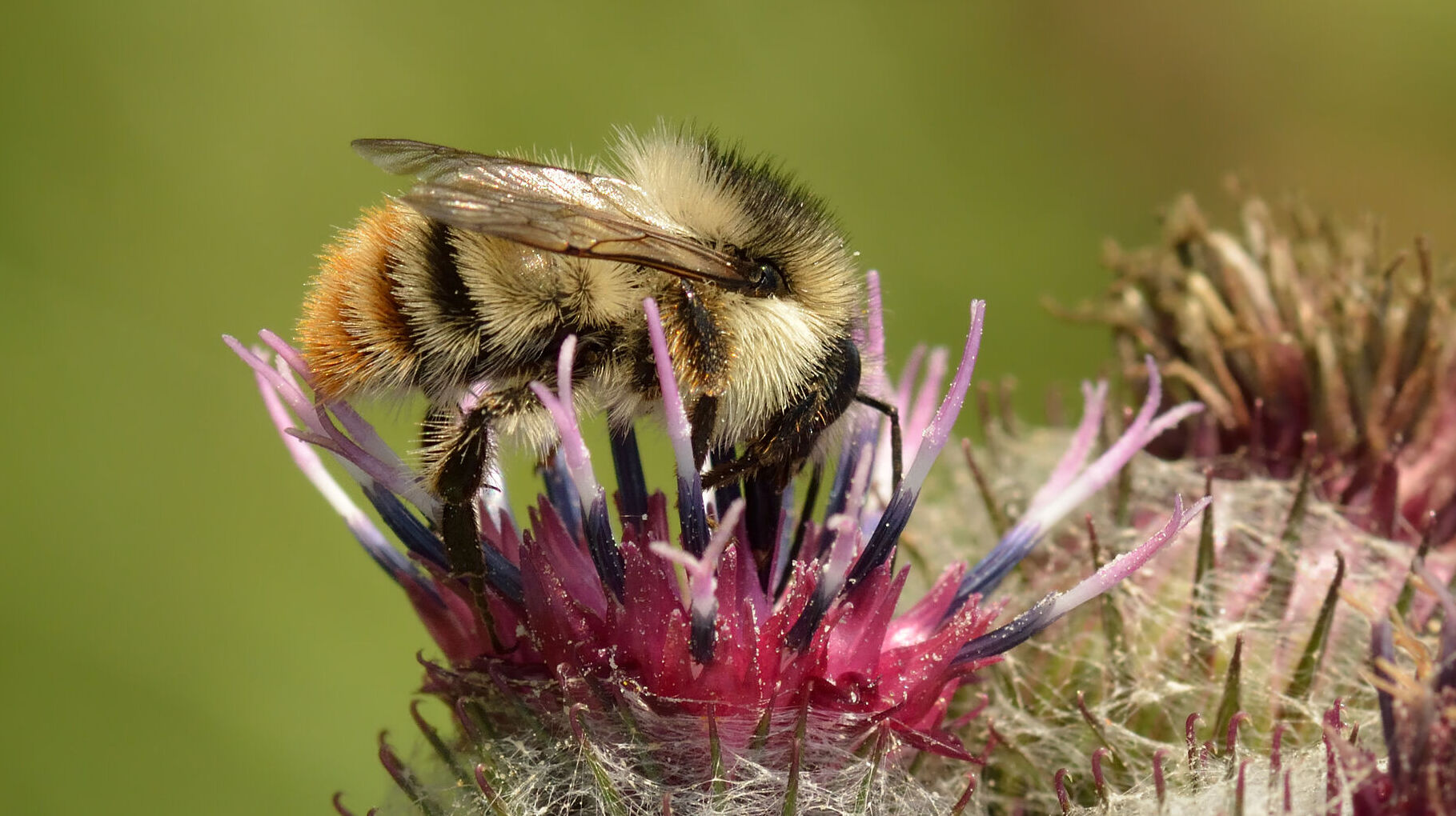 Bunte Hummel (Foto: Ivar Leidus/Wikimedia)