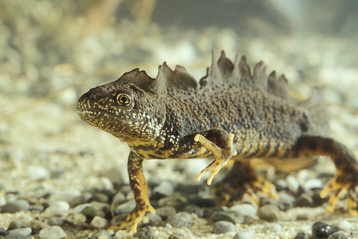 Steckbrief Kammmolch BUND Naturschutz