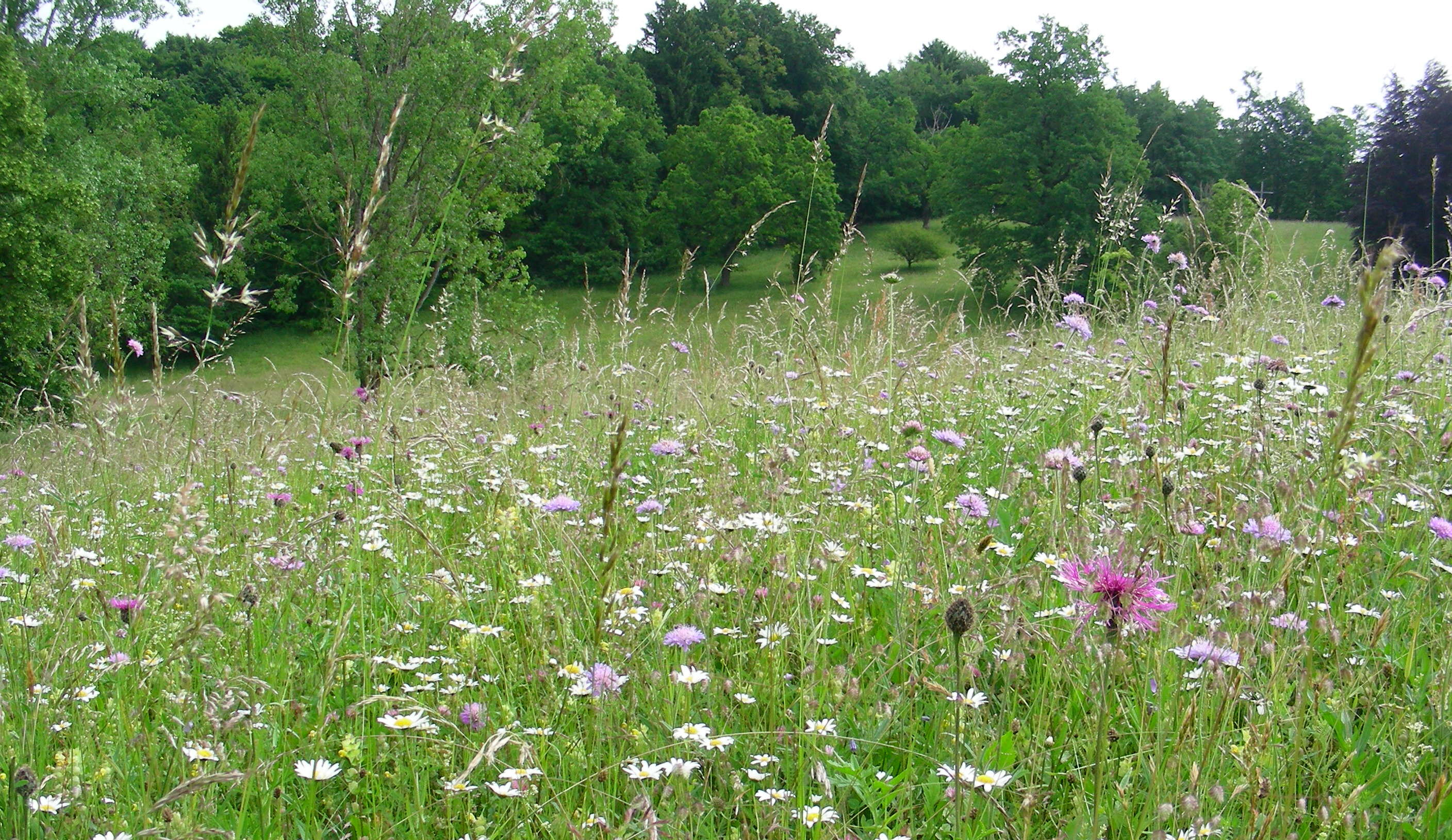 Lebensraum Wiese: Artenreiches Grünland mit bunten Wildblumen und Wildkräutern bei Weilheim