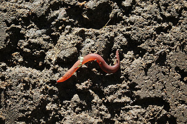 Gemeiner Regenwurm, Foto: Heide Frobel Gemeiner Regenwurm, Foto: Heide Frobel