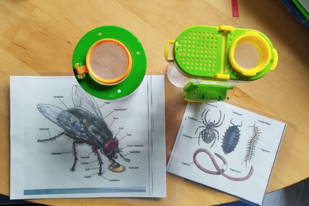 Becherlupen und Bestimmungshilfen