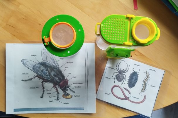 Becherlupen und Bestimmungshilfen