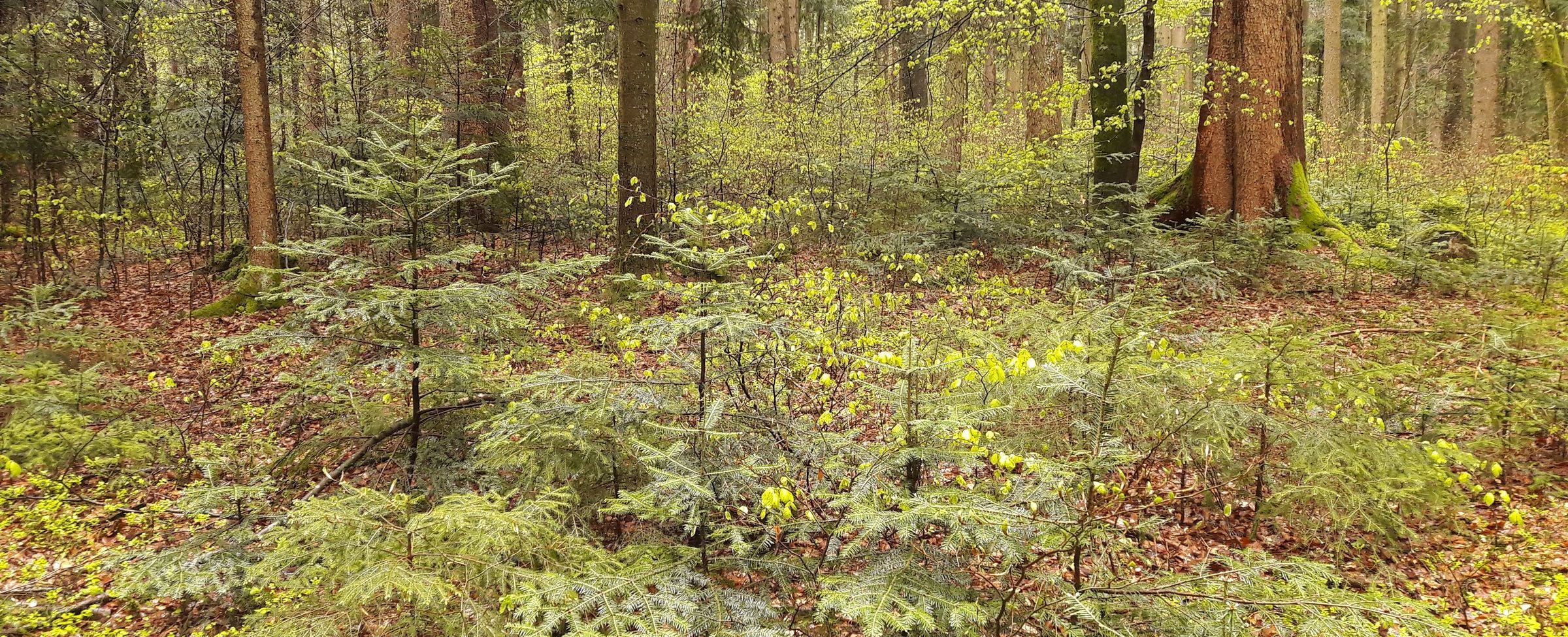 Miesbach: Unverbissene Jungpflanzen unter einem älteren Bestand (Foto: Ralf Straußberger) Ein Wald mit üppiger Verjüngung (Foto: Ralf Straußberger)
