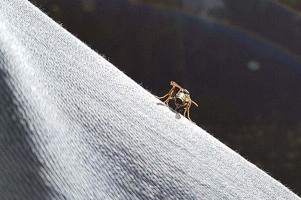 Wespe auf Hosenbein, Foto Conni Schlosser